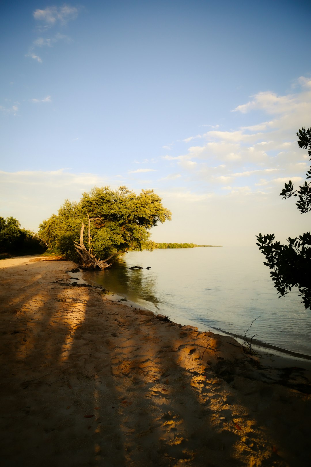 a lone tree on the shore of a lake