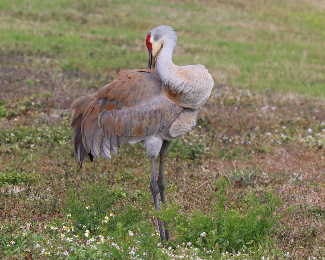 FAQ: Your Burning Questions About Romantic Weekends Answered ❓ by Florida Getaways A large bird standing on top of a lush green field