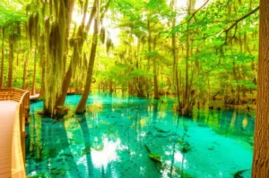 Featured image for 12 Best Eco-Friendly Getaways in Florida 2025