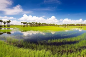 Featured image for 28 Best Weekend Getaways in Florida for Outdoor Lovers 2025