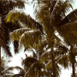 Featured image for 7 Unforgettable Luxury All Inclusive Florida Trips to Book in 2025
