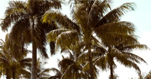 Featured image for 7 Unforgettable Luxury All Inclusive Florida Trips to Book in 2025