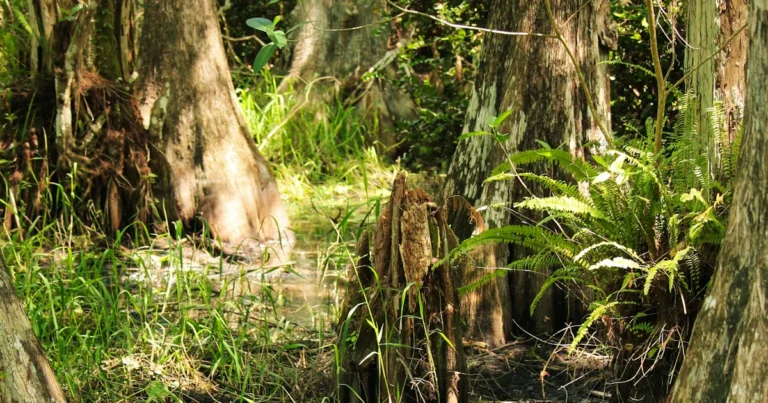 Featured image for 12 Best Freshwater Springs for Tubing in Florida You Must Float in 2026